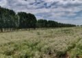 Éxito del orégano mendocino: más de 600.000 kilos exportados