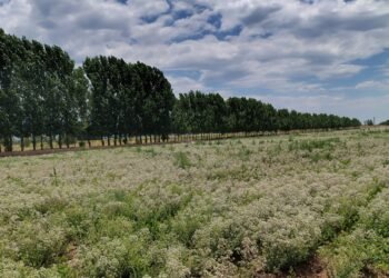 Éxito del orégano mendocino: más de 600.000 kilos exportados