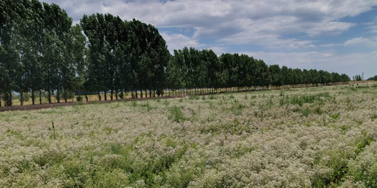 Éxito del orégano mendocino: más de 600.000 kilos exportados
