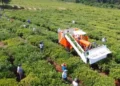 Las exportaciones de yerba mate alcanzan un crecimiento del 6% en el primer cuatrimestre de 2025
