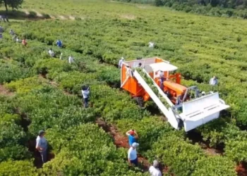 Las exportaciones de yerba mate alcanzan un crecimiento del 6% en el primer cuatrimestre de 2025