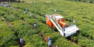 Las exportaciones de yerba mate alcanzan un crecimiento del 6% en el primer cuatrimestre de 2025