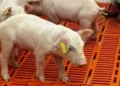 Nace el primer cerdo clonado en America Latina para trasplantes humanos