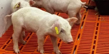 Nace el primer cerdo clonado en America Latina para trasplantes humanos