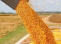 Impacto de ‘El Niño’ en la cosecha y el ingreso de divisas del sector agropecuario