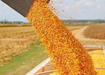 Impacto de ‘El Niño’ en la cosecha y el ingreso de divisas del sector agropecuario