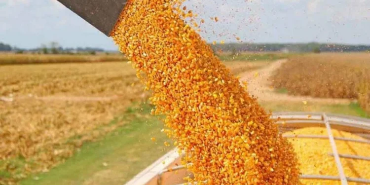 Impacto de ‘El Niño’ en la cosecha y el ingreso de divisas del sector agropecuario