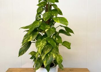 Consejos de un jardinero experto: tres plantas resistentes que prosperan con poco cuidado