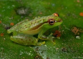 Descubren una nueva especie de rana en Costa Rica: la ‘rana cafetera’