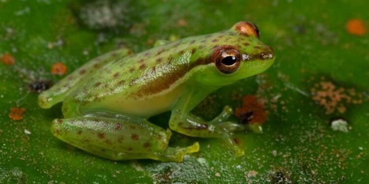 Descubren una nueva especie de rana en Costa Rica: la ‘rana cafetera’