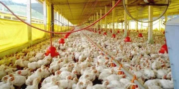 Argentina reanuda las exportaciones de carne aviar a Corea del Sur tras la reapertura de mercados europeos