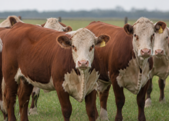 La apertura total de Japón al mercado de carne vacuna argentina es celebrada por el sector agropecuario