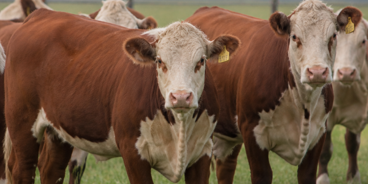 La apertura total de Japón al mercado de carne vacuna argentina es celebrada por el sector agropecuario